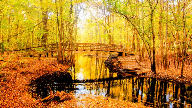 fall foliage in Congaree National Park