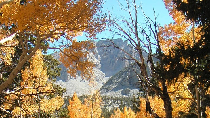 fall colors at Great Basin National Park, Nevada