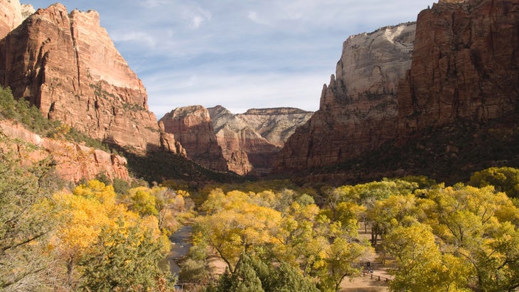 foliage in Zion national park