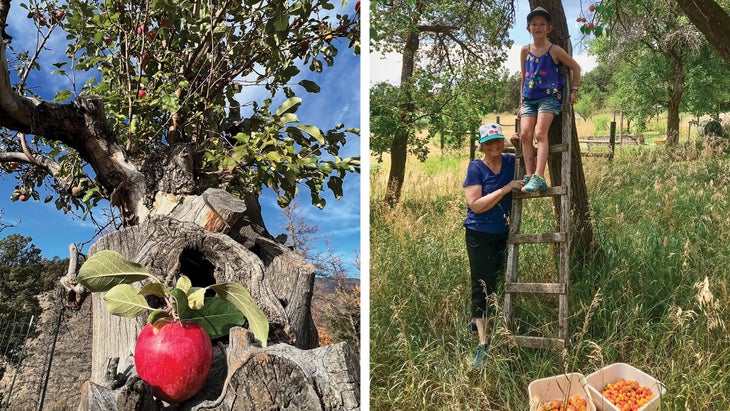 An apple tree planted in the late 1800s in Emma, Colorado; the author’s youngest daughter, Georgia Kirschner, and her mother, Sally Faison, during the apricot harvest