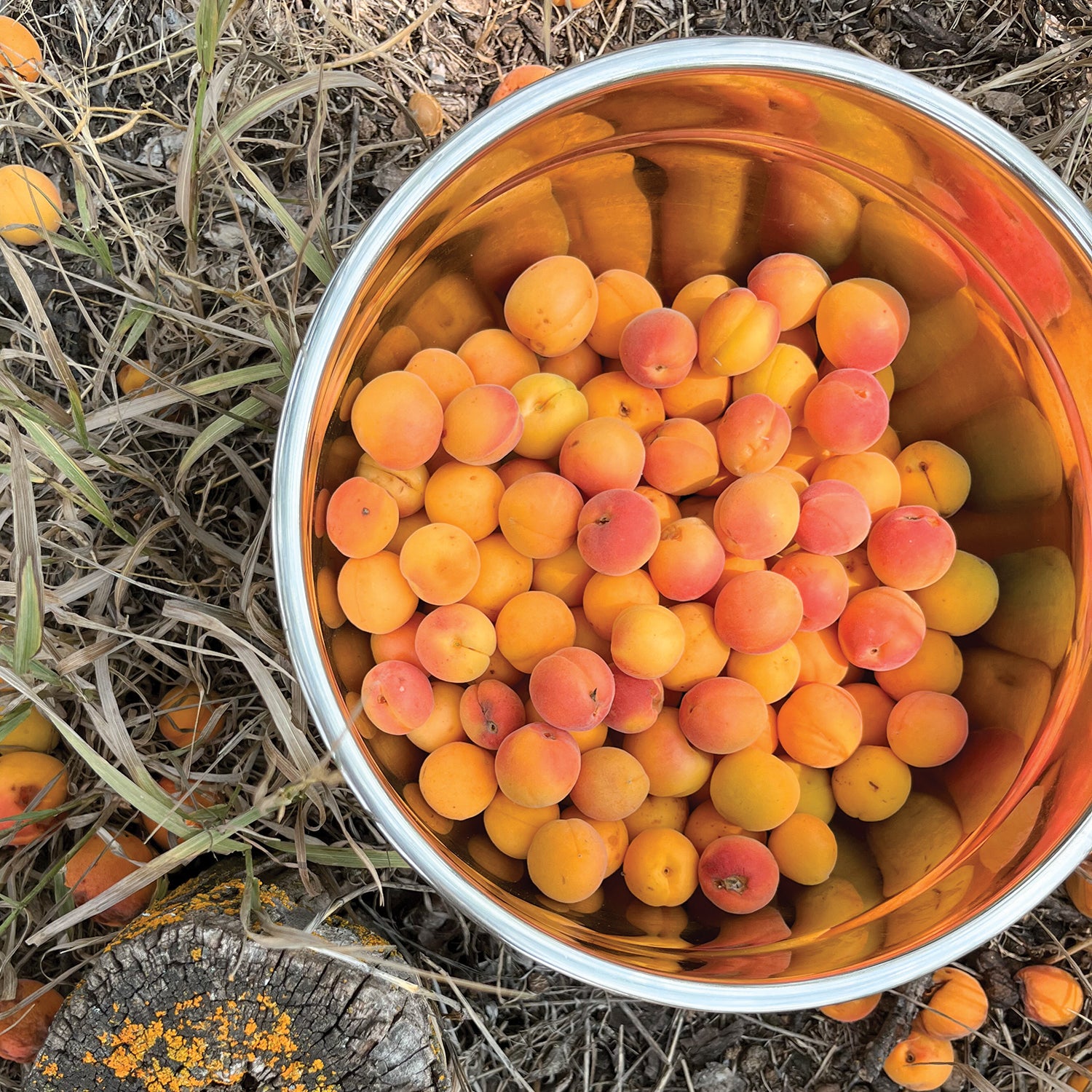 A bowl of heritage fruit