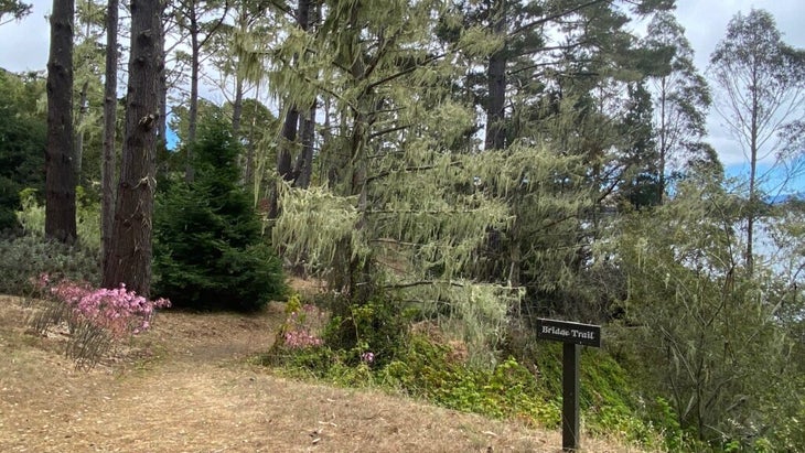 A flat trail on the Lodge at Marconi premises passes by trees covered in a unique lichen and sprays of pink naked lady lillies.