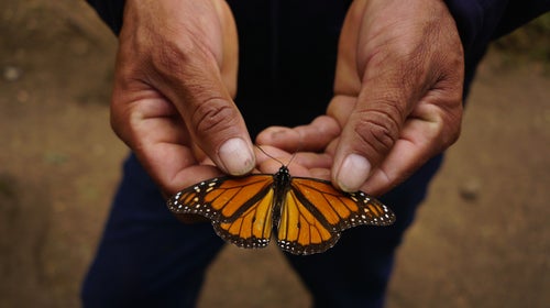 Close up of someone holding a monarch butterfly