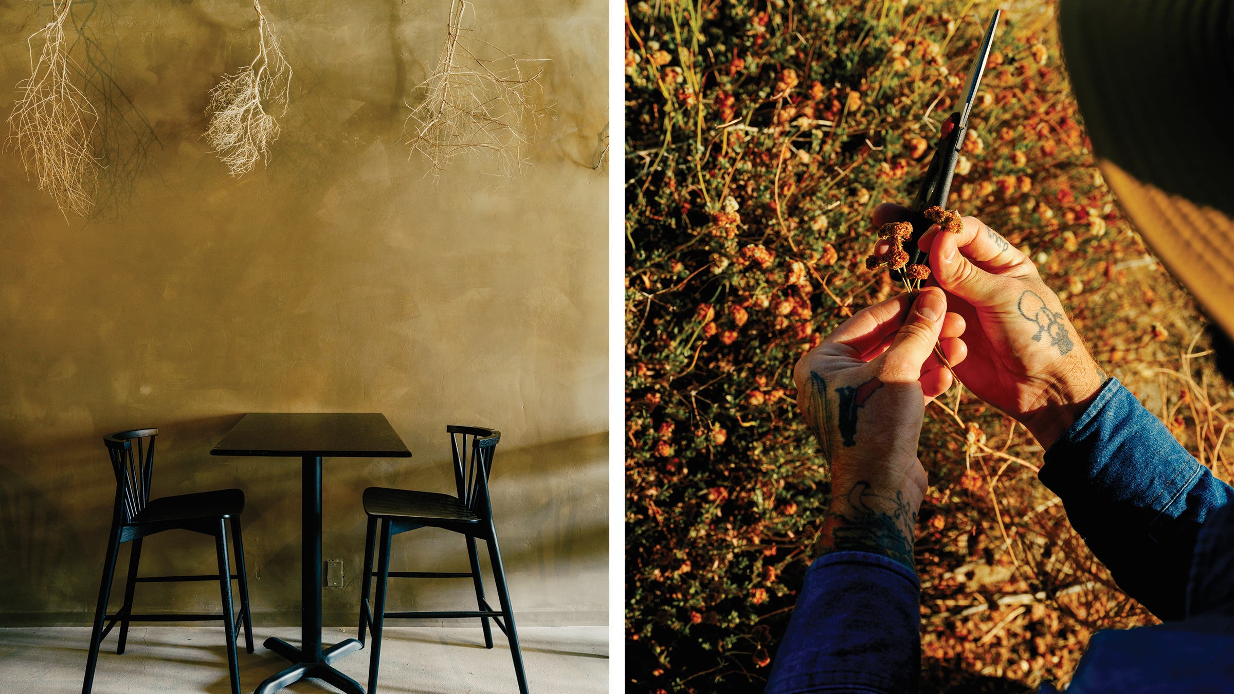 The dining room at Ursa; foraging buckwheat