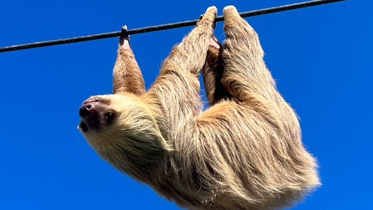 a sloth hanging on a power line on Costa Rica's Caribbean coast