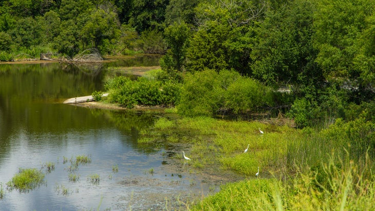 Caddo and LBJ Grasslands