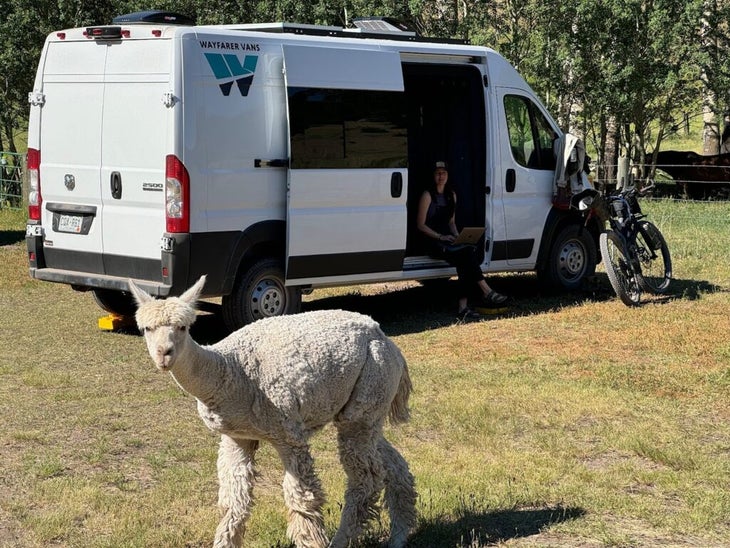 A white Ram Promaster Van with a wayfarer build parked in a field alongside a llama 