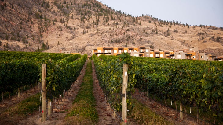 Spirit Ridge Lake Resort and vineyard near the Nk'mip Cultural Centre