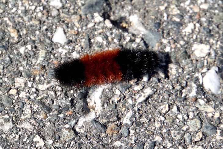 woolly bear caterpillar