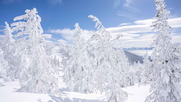 Snow-covered trees