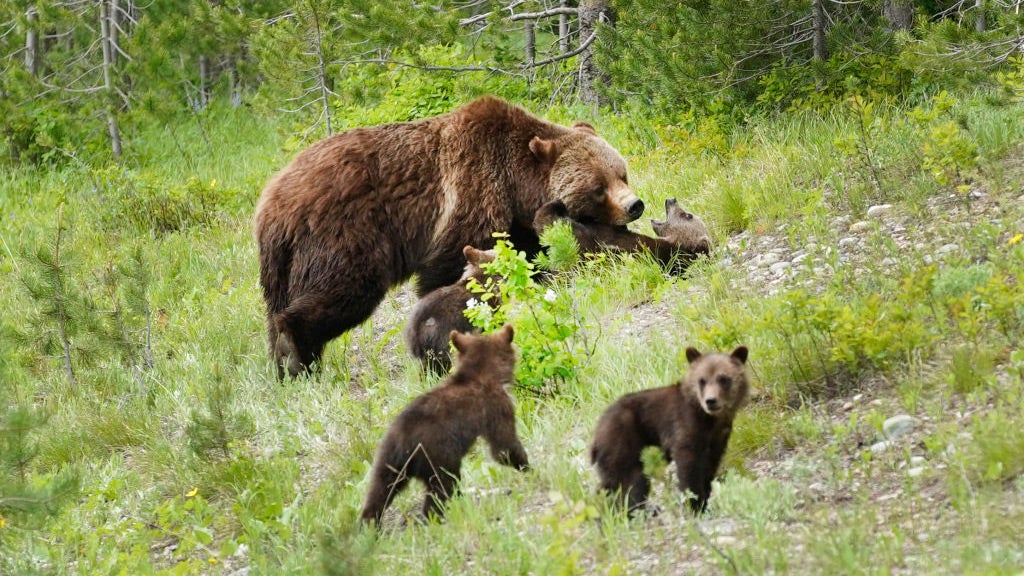 Famed Yellowstone Area Bear Grizzly 399 Was Killed in a Vehicle Collision