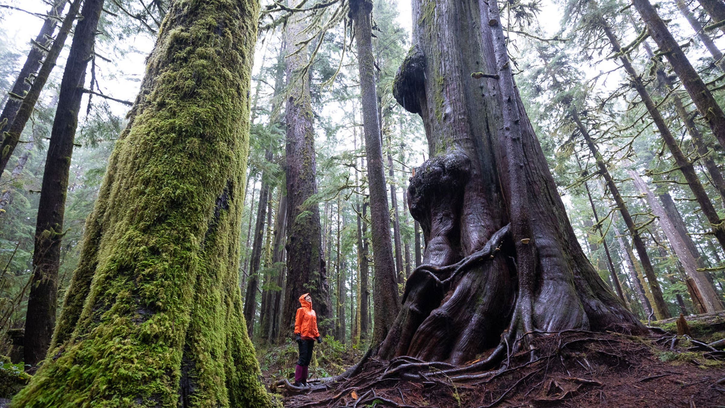 jayme moye in Avatar Grove, an old growth of trees near Port Renfrew