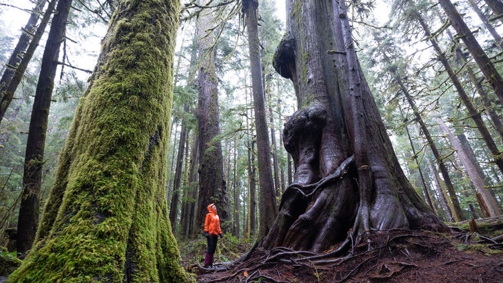 jayme moye in Avatar Grove, an old growth of trees near Port Renfrew