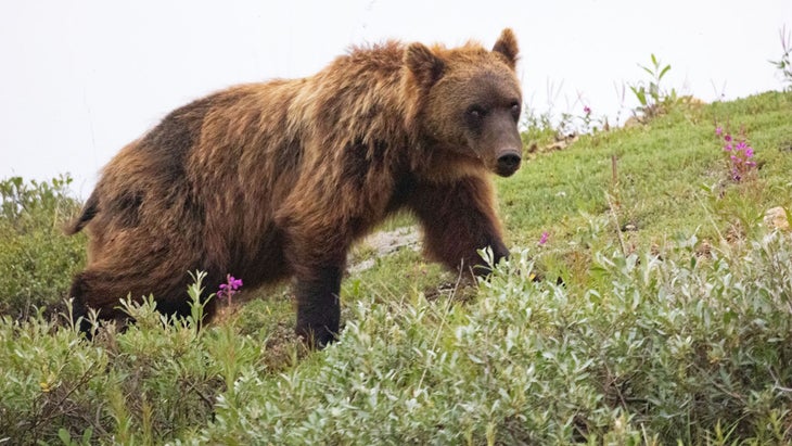 grizzly bear among flowers