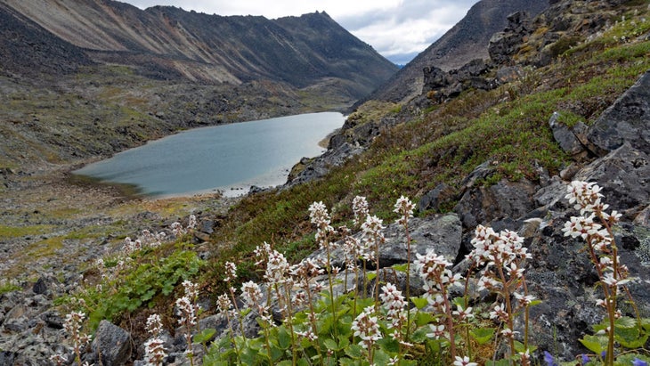 lake and wildflowers seen from the pass above the Noatak headwaters