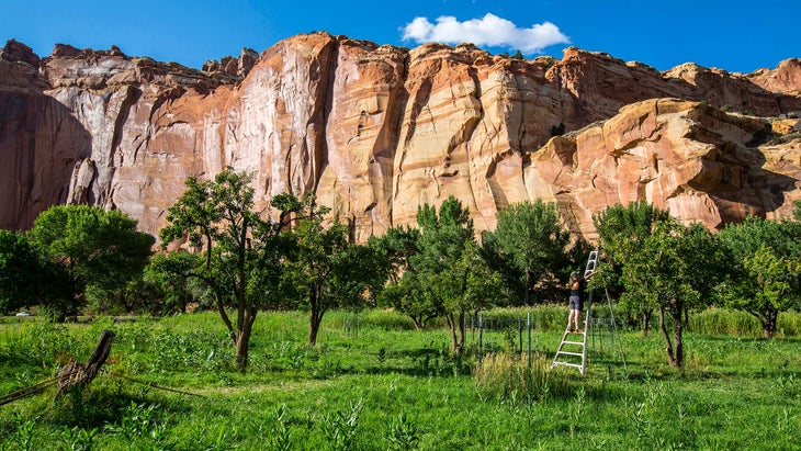 Capitol Reef orchards