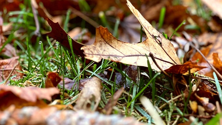 Close up photo of leaves on lawn