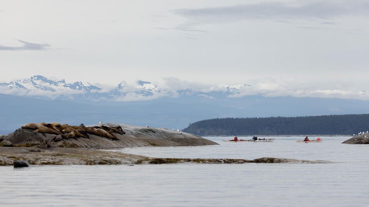 A group of kayakers views birds and sea lions in Desolation Sound