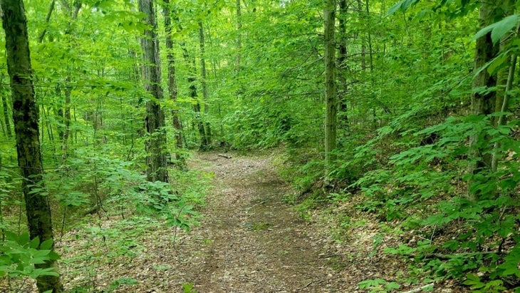 A rough driveway cuts through the hardwood forests of southern Vermont near Halifax.