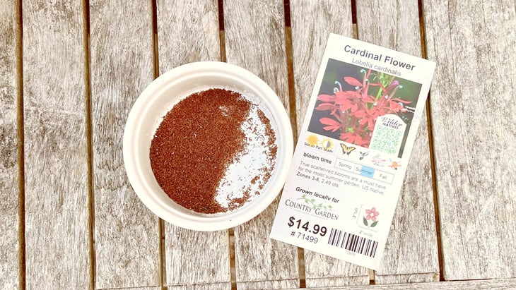 Harvested cardinal flower seeds in a white dish next to a cardinal flower plant tag