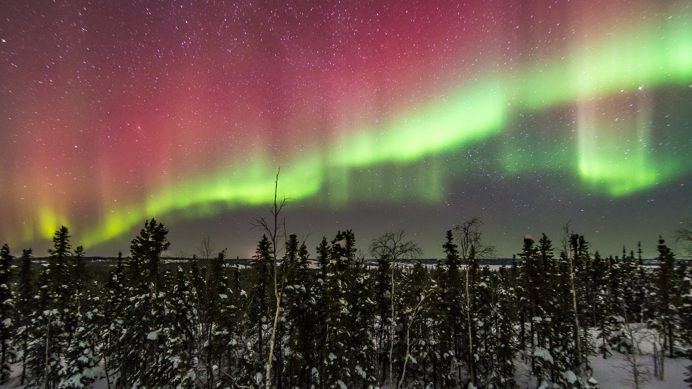 An aurora spans the sky above the boreal forest outside Yellowknife.