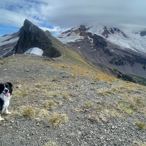 A dog sits on a ridge with mountains behind