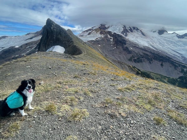 A dog sits on a ridge with mountains behind