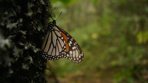 A monarch butterfly perched on some plant growth