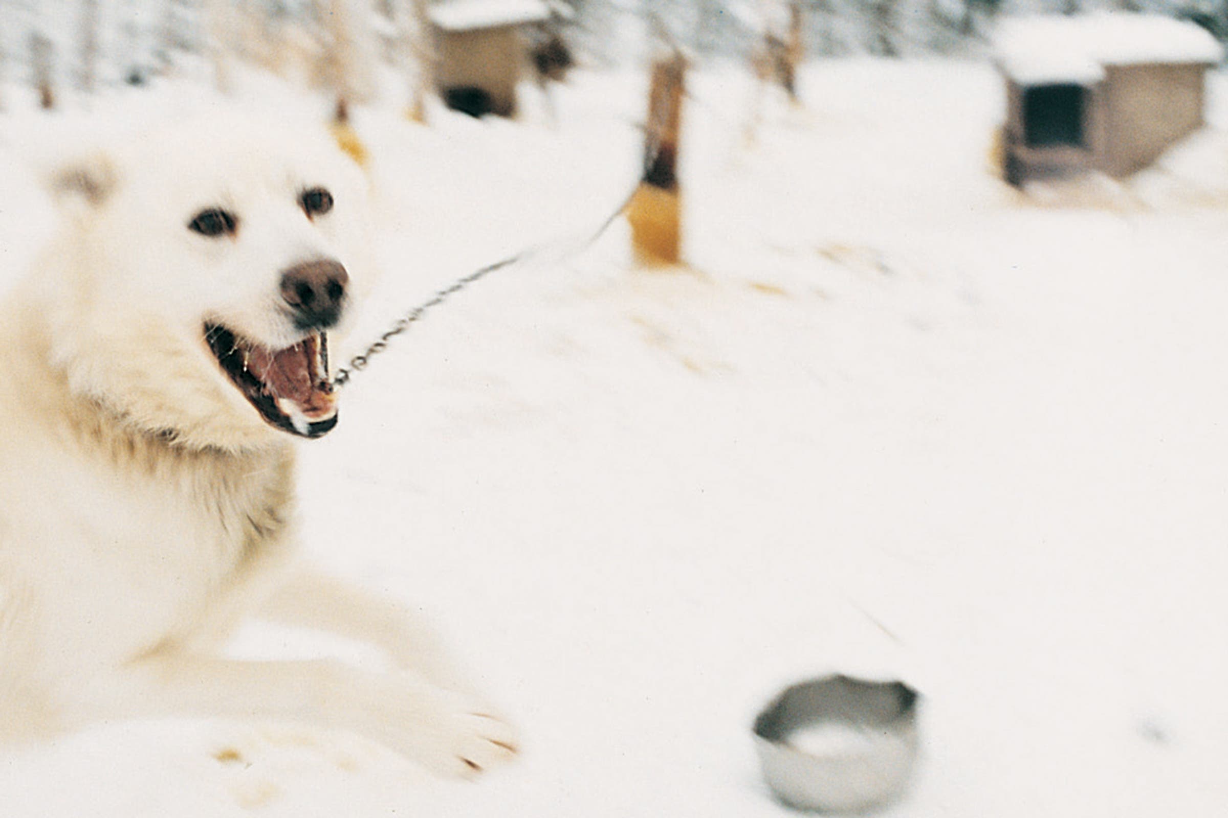 Scene from a celebration of all things Carhartt