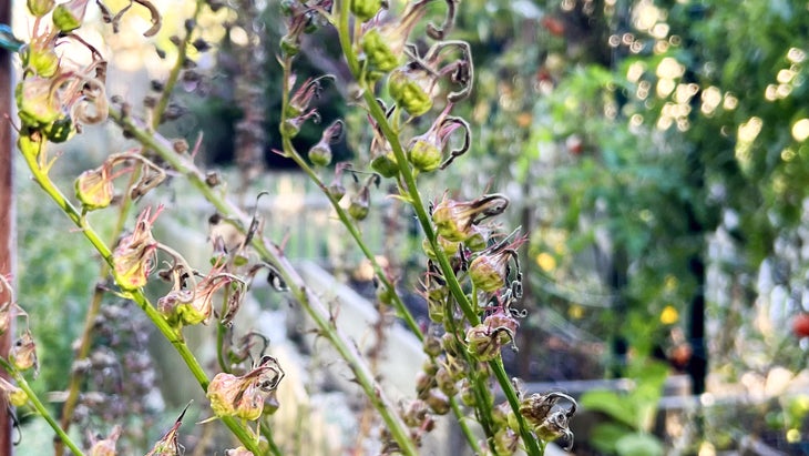 Seed pods on a post-bloom cardinal flower provide food for birds and insects