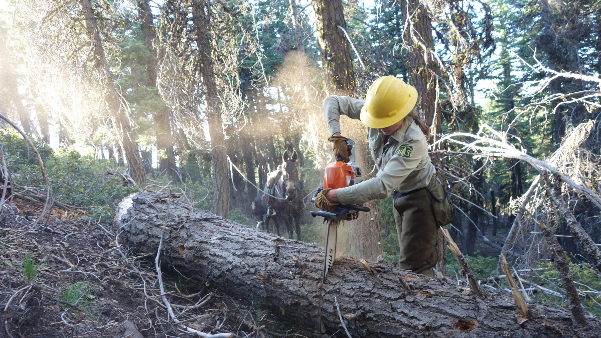 forest service trail worker using chainsaw