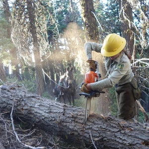 forest service trail worker using chainsaw