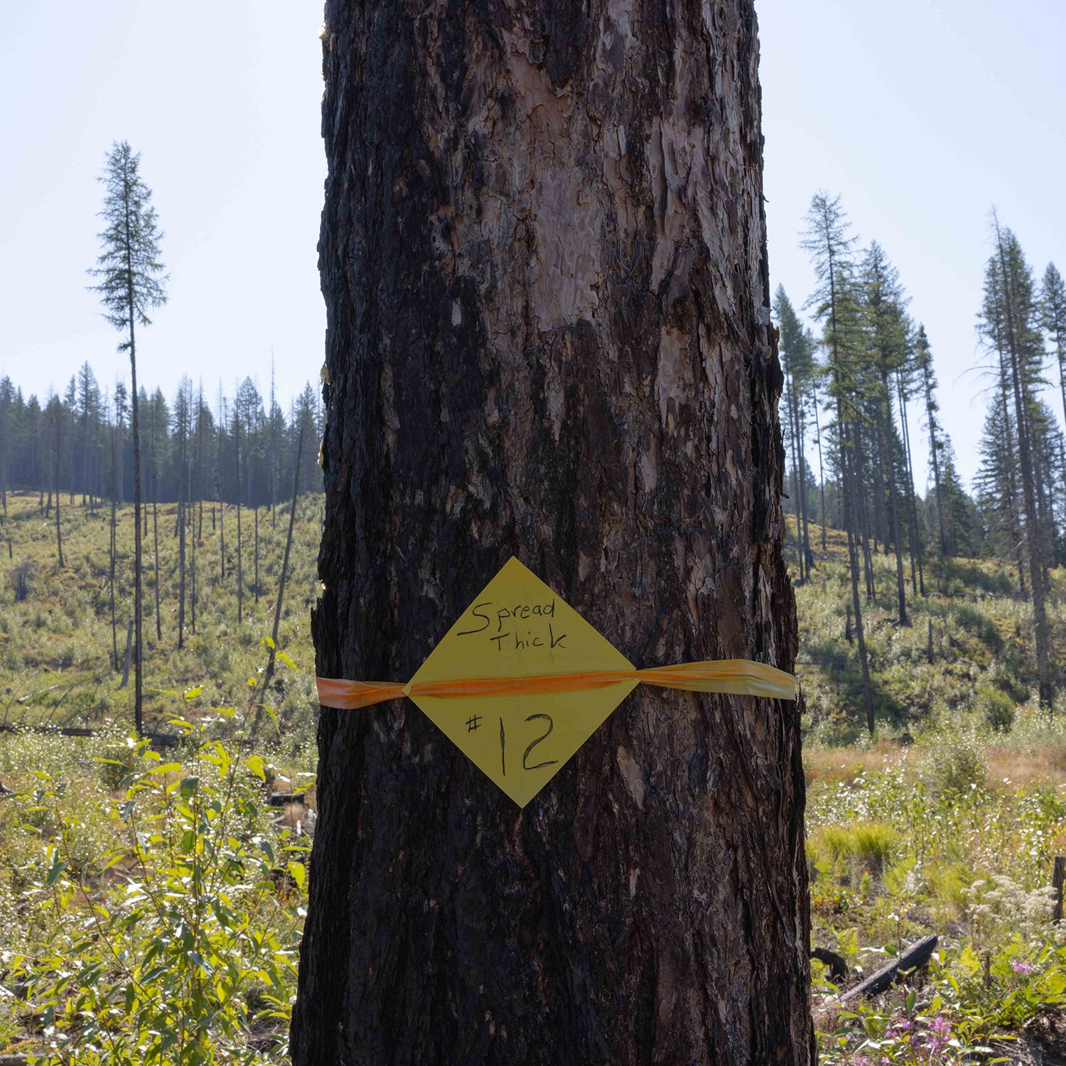 An area that has been “clearcut with reserves” in the Spread Creek drainage in the Yaak. This is the same management prescription proposed for Unit 72.