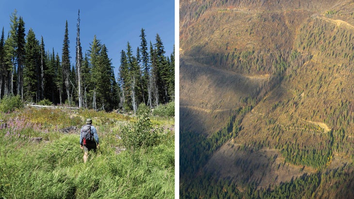 Anthony South walks toward Unit 72 of the Black Ram Project, August 1, 2023; Aerial View of Yaak area clearcut from from a flyover with Ecoflight on October 4, 2023. This is from one of the five ongoing/proposed large scale Forest Service logging projects in the Yaak area (O’Brien, Lower Yaak, Sheep Project Area). This photo shows 2 recent clearcuts with older clearcuts above. The thin vertical strips of trees are left to protect the streams that flows through.