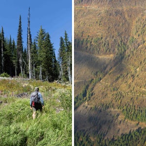 Anthony South walks toward Unit 72 of the Black Ram Project, August 1, 2023; Aerial View of Yaak area clearcut from from a flyover with Ecoflight on October 4, 2023. This is from one of the five ongoing/proposed large scale Forest Service logging projects in the Yaak area (O’Brien, Lower Yaak, Sheep Project Area). This photo shows 2 recent clearcuts with older clearcuts above. The thin vertical strips of trees are left to protect the streams that flows through.
