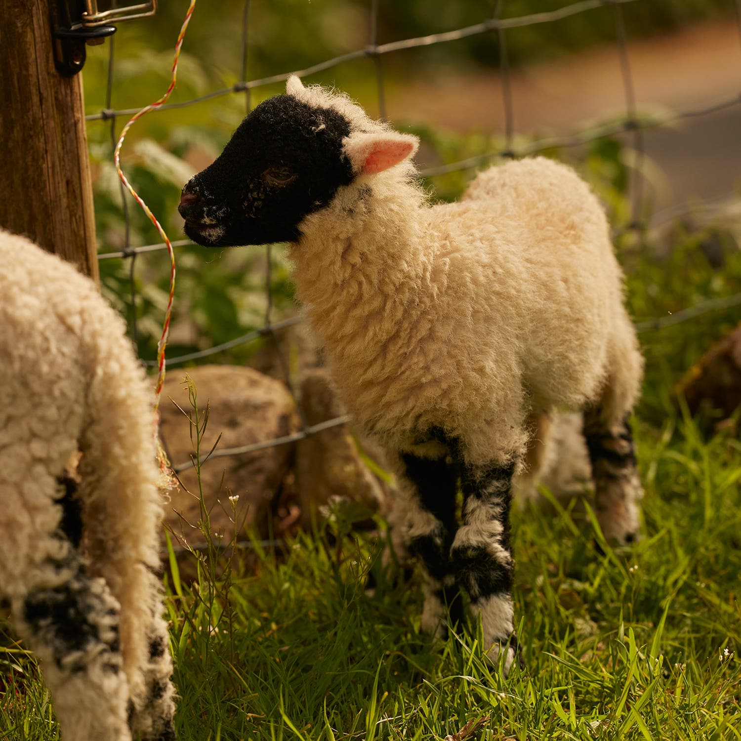 Valais Blacknose lambs