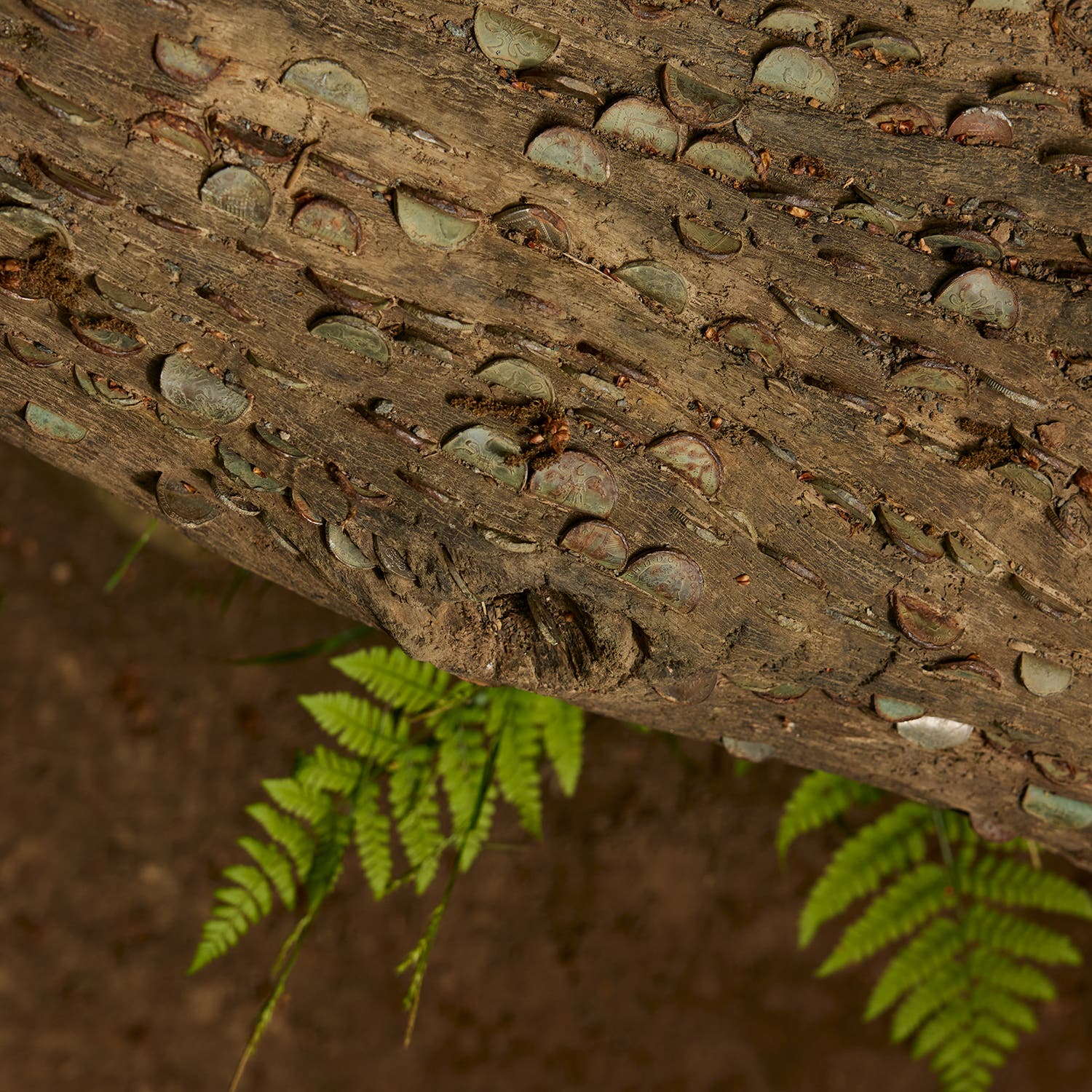 One of Yorkshire’s “wishing trees,” marked by coins