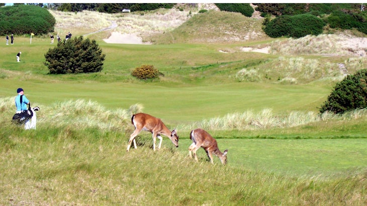 Bandon Dunes