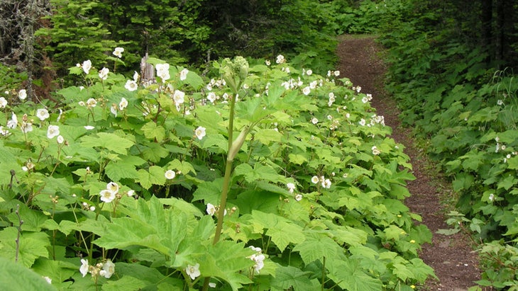 trail on Isle Royale