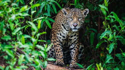 A wild jaguar (Panthera onca) appears out of thick forest vegetation while hunting