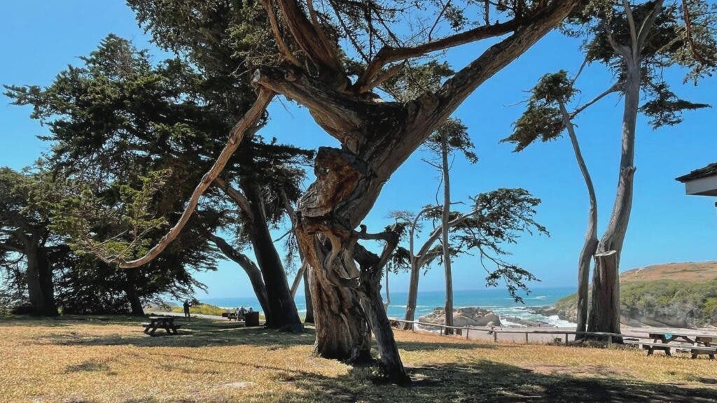 Two picnic tables are situated under a massive Monterrey pine tree, with a view of a Pacific beach at California’s Montana de Oro State Park.
