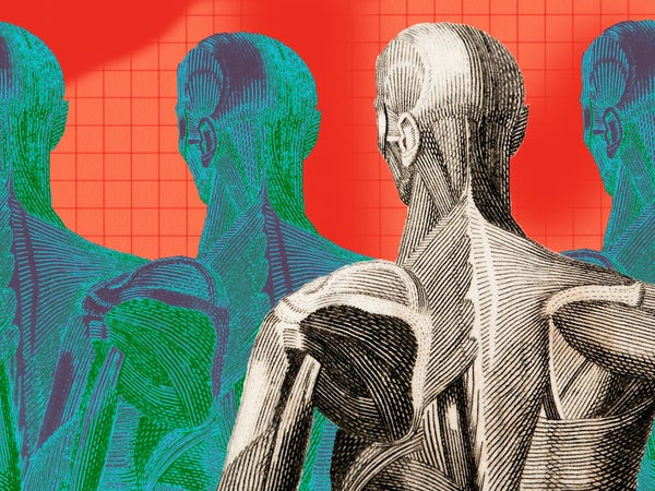 Anatomical illustration of a man's back displaying the muscular structure