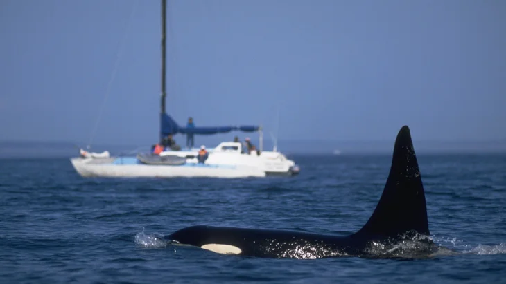 an orca in front of a boat