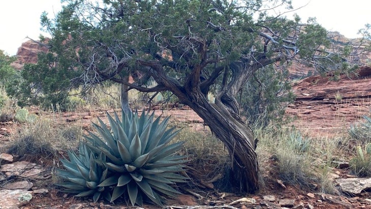 A twisted juniper tree and a large agave plant. 