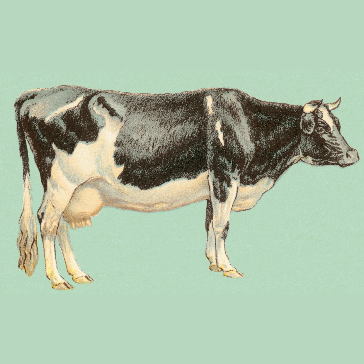 Bull illustration on mint green background