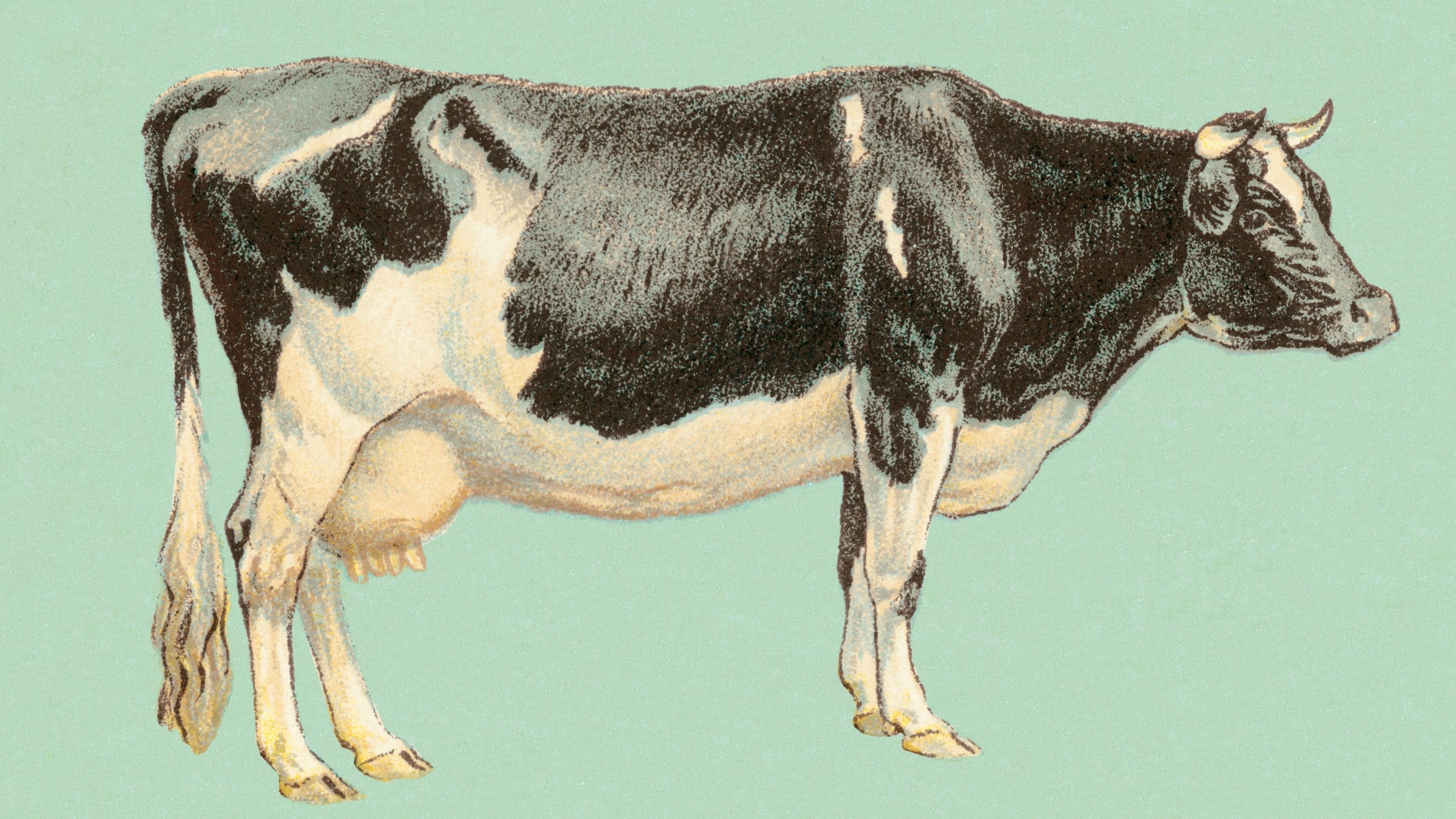 Bull illustration on mint green background