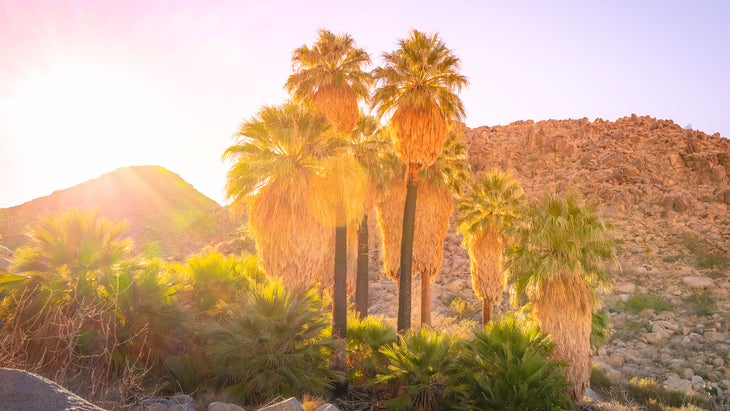 fortynine palms oasis trail in joshua tree national park