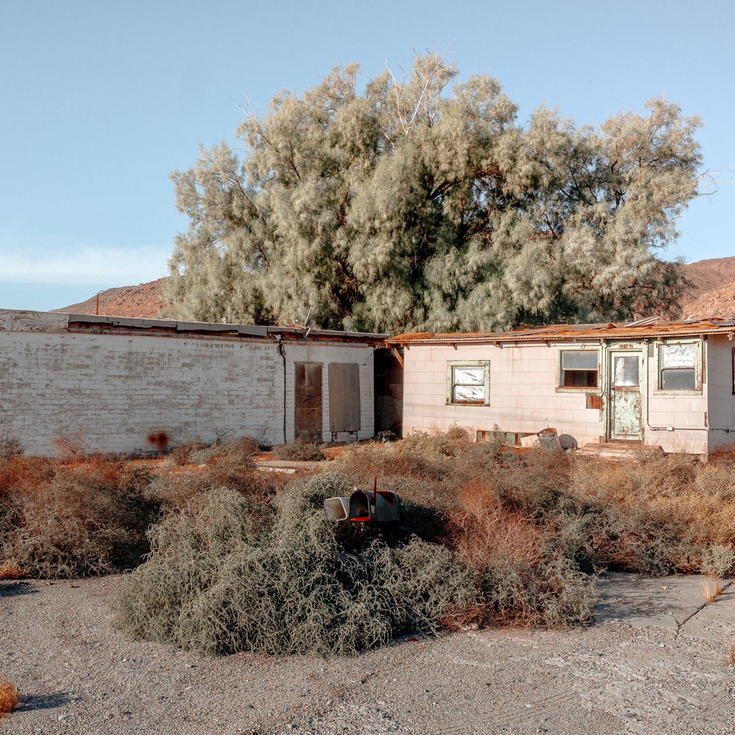 Scene from the Mojave Desert
