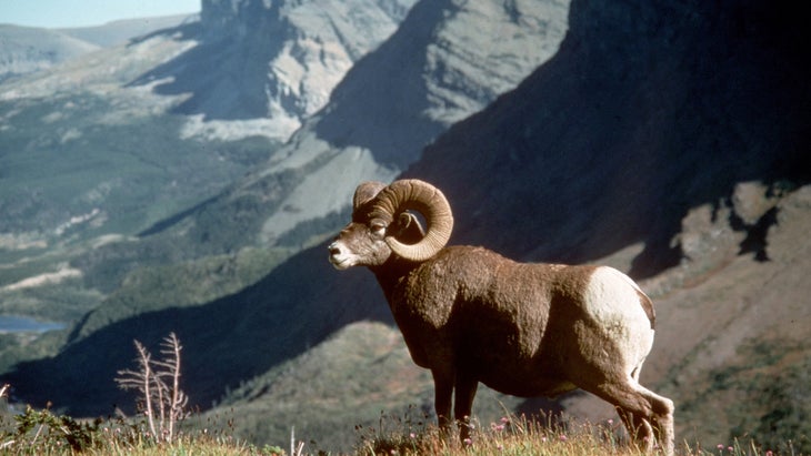 bighorn sheep, lake, Glacier National Park