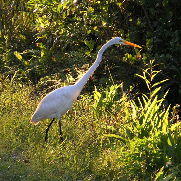 Great Egret in Everglades National Park, Florida